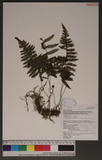 Euscaphis japonica (Thunb.) Kanitz ~