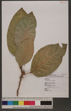 Ficus septica Burm. f. WG_