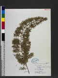 Asparagus densiflorus (Kunth) Jessop Z