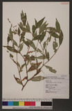 Polygonum posumbu Buch.-Ham. ex Don d