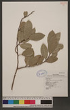 Trophis scandens (Lour.)Hooker&Arnott Ls