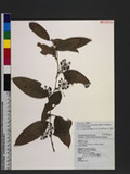 Smilax bracteata var. verruculosa (Merr.) T. Koyama verruculosa (Merr.) T. Koyama Wn