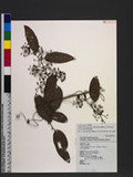 Smilax bracteata var. verruculosa (Merr.) T. Koyama Wn