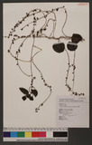 Anredera cordifolia (Tenore) van Steenis v