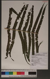 Thelypteris esquirolii (H. Christ) Ching ׸P