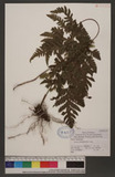 Pleocnemia rufinervis (Hayata) Nakai п