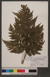 Pleocnemia rufinervis (Hayata) Nakai п