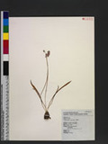 Scilla sinensis (L...