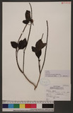 Stachytarpheta urticaefolia (Salisb.) Sims Ž