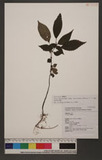 Pilea aquarum Dunn subsp. brevicornuta( Hayata) C. J. Chen uN