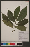 Elatostema platyphylloides Shih& Yang 闊葉樓梯草