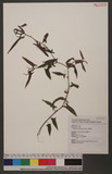 Polygonum dichotomum Blume D