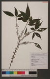 Oreocnide pedunculata (Shirai) Masamune pedunculata (Shirai) Masamune 𵵳