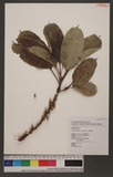 Ficus caulocarpa (Miq.) Miq. j_