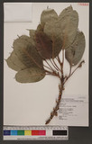 Ficus caulocarpa (Miq.) Miq. j_