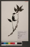 Oreocnide pedunculata( Shirai)Masamune pedunculata( Shirai)Masamune 𵵳