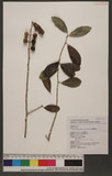 Maclura cochinchinensis (Lour.) Corner OWC