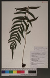 Cyclosorus acuminatus (Houtt.) Nakai acuminatus (Houtt.) Nakai p