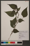 Boehmeria nivea (L.)Gaudich. var. tenacissima (Gaudich.)Miq. CR