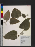 Heterosmilax japonica Kunth `n