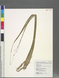 Eleocharis congesta D. Don subsp. japonica (Miq.) T. Koyama wĩ