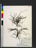 Pogostemon auricularia (L.) Hassk. K``