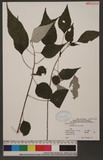 Boehmeria nivea (L.) Gaud. R