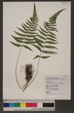 Thelypteris uraiensis (Rosenst.) Ching QӪP