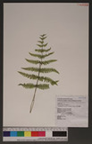Metathelypteris uraiensis (Rosenst.) Ching QӪP