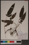 Pronephrium triphyllum (Sw.) Holtt. var. triphyllum Ts뿹