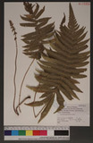 Cyclosorus parasiticus (L.) Farw. K
