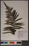 Thelypteris esquirolii (H. Christ) Ching ׸P