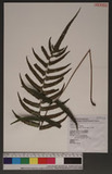 Cyclosorus acuminatus (Houtt.)Nakai p