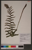 Cyclosorus taiwanensis (C. Chr.) H. Ito. OW긢