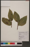 Ficus erecta Thunb. var. beecheyana (Hook. & Arn.) King ź_