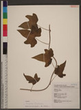 Dioscorea futschauensis Uline ex R. Knuth ֦{@