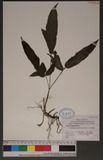 Pronephrium triphyllum (Sw.) Holtt.var. triphyllum