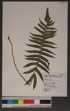 Cyclosorus parasiticus (L.) Farw. K