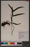 Cyclosorus acuminatus (Houtt.) Nakai p