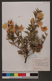 Bougainvillea spectabilis Willd. E