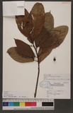 Ficus fistulosa Reinw. ex Blume P