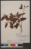 Polygonum chinense L. 