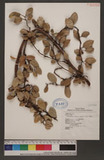 Ficus aurantiaca Griff. var. parvifolia Corner jG_