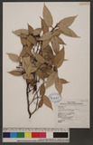 Ficus sarmentosa Buch.-Ham. ex J. E. Sm. var. nipponica (Fr. & Sav. ) Corner ï]