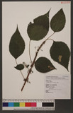 Boehmeria nivea (L.) Gaudich R