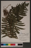 Christella parasitica (L.) Lev. p