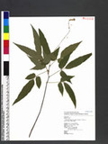 Desmodium laxum DC. subsp. leptopus (A. Gray ex Benth.) Ohashi ӱs½