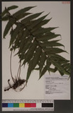 Cyclosorus subpubescens (Bl.) Ching