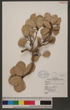 Ficus pedunculosa Miq. var. mearnsii (Merr.) Corner Zq󽯺_