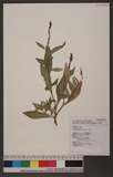 Polygonum lapathifolium L. ]d